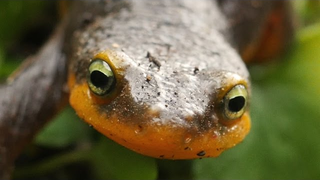 Hormones Drive California Newts To Travel And Transform